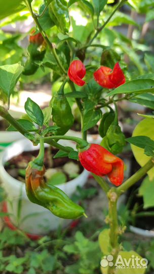 Семена острого и сверхострого перца