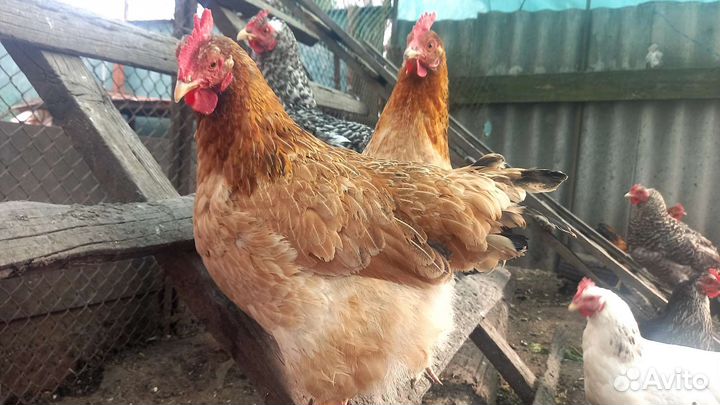 Яйцо куриное