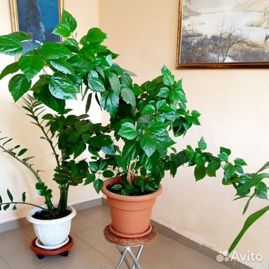 Замиокулькас