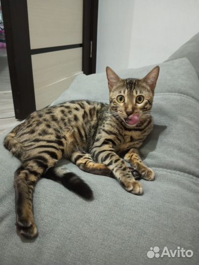 Бенгальская кошка