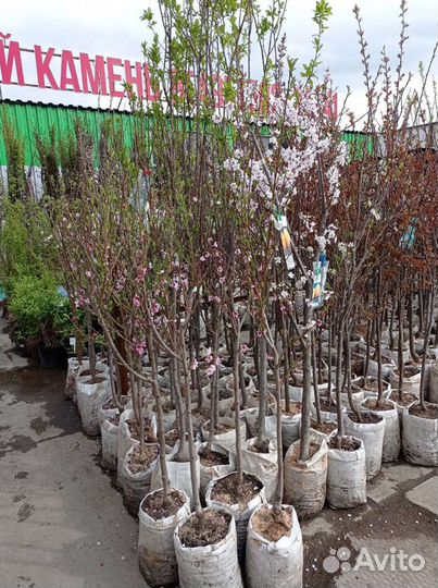 Крупномеры плодовых деревьев