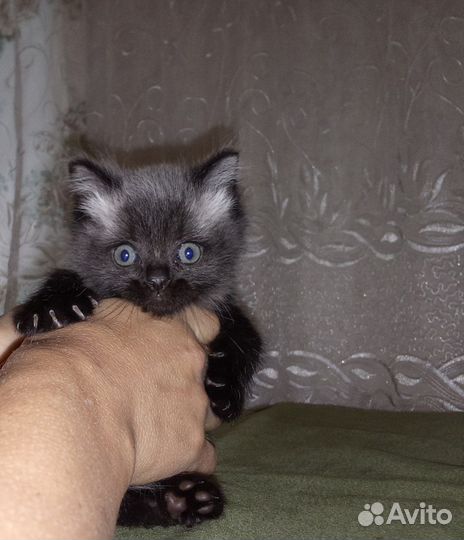 Персидские котята