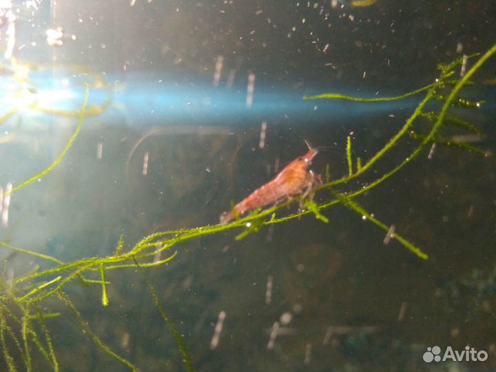 Креветки вишня + водные растения
