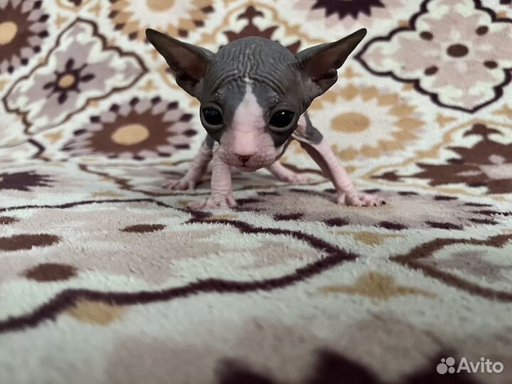 Донской сфинкс