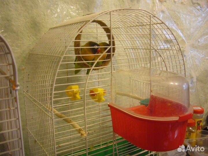 Попугаи неразлучники пара с клеткой