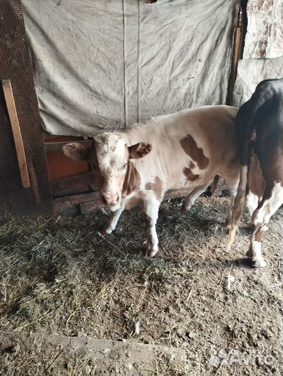 Телка 6месяцев