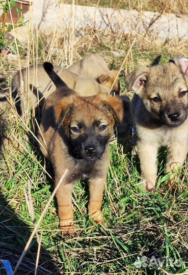 Щенки