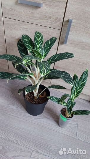 Аглаонемы разные