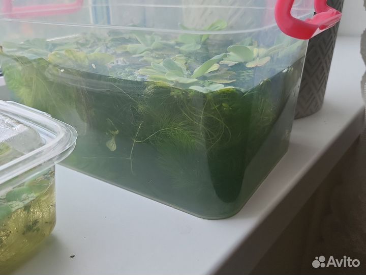 Аквариумное растение