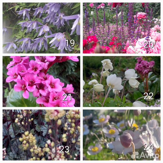 Многолетники. Часть1