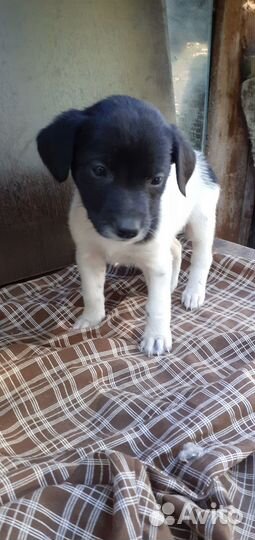 Щенки девочки метисы лабрадора