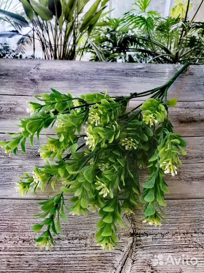 Зелень декоративная Самшит