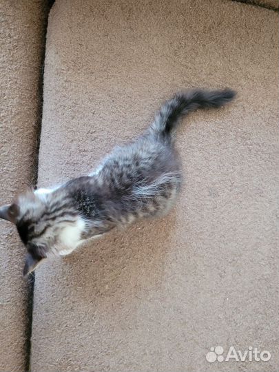 Отдам котёнка