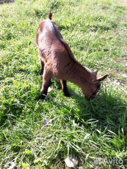 Альпийский козлик