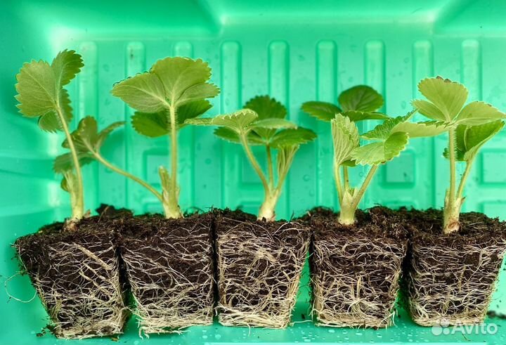 Рассада клубники Альбион, Альба