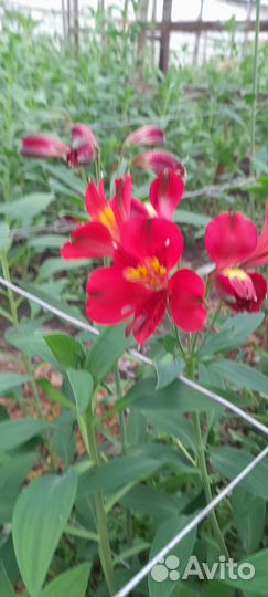 Астрамерия