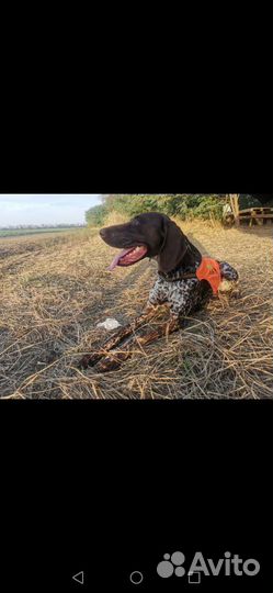 Курцхаар вязка