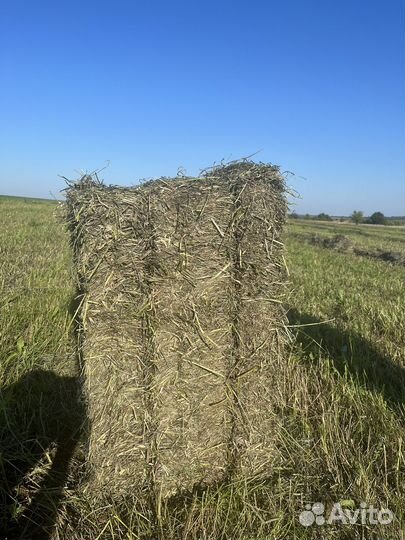 Сено в тюках. экспарцет