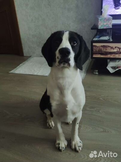 Бигль мальчик