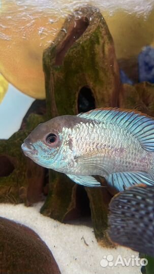 Аквариум с тумбой 200 литров