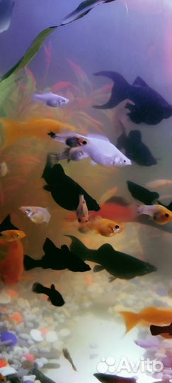 Аквариумные рыбки (моллинезии)