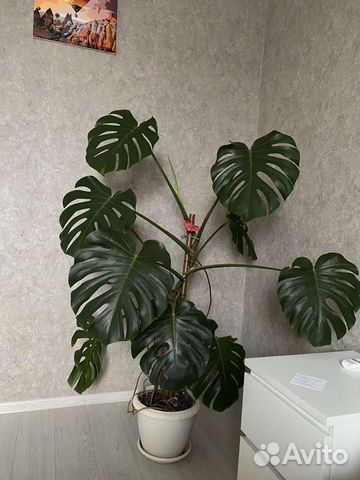 Комнатные растения