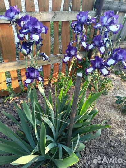 Ирисы