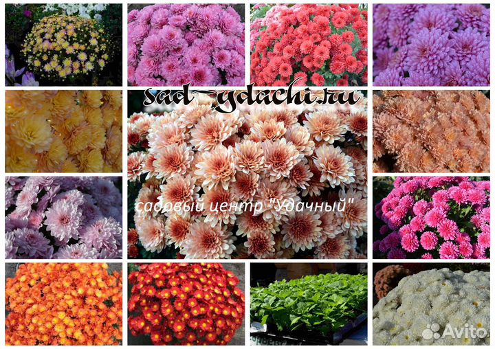 Хризантема. Астра.Черенки. Весна 2023