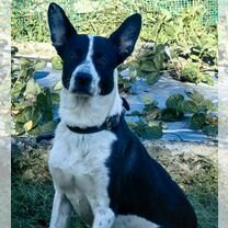 Взрослая собака в добрые руки