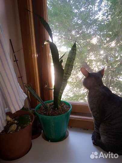 Сансевиерия (щучий хвост)