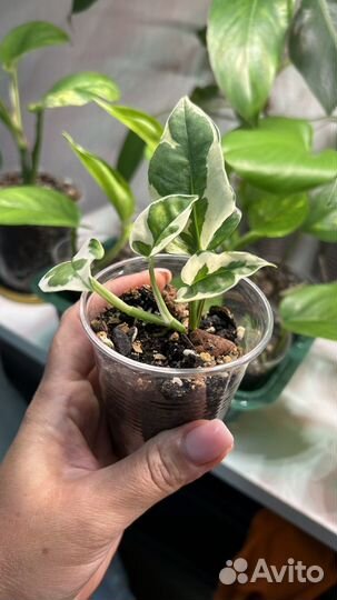 Комнатные цветы