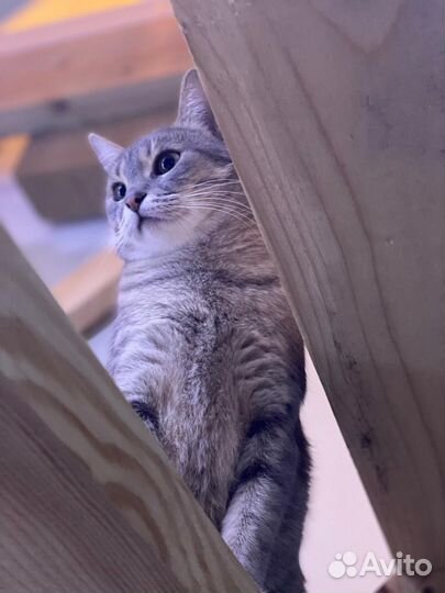 Две сестрички-кошечки ищут дом