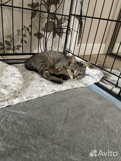 Котенок мальчик