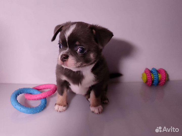 Мини и стандарт чихо-детки