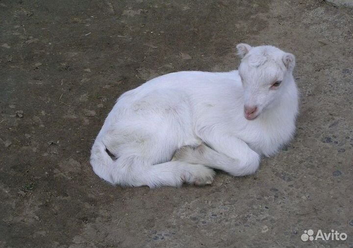 Козочка Ламанча