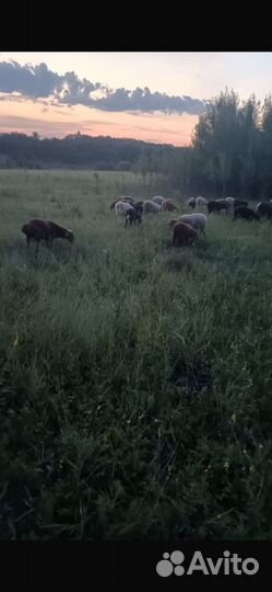 Овцы,бараны ярки