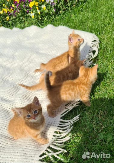 Золотые мальчишечки в самые добрые ручки