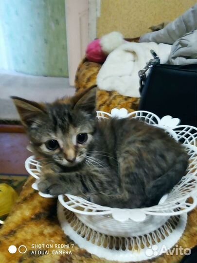 Британская кошка в дар