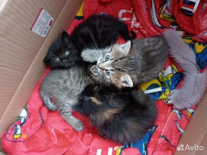 Котята отдам в добрые руки