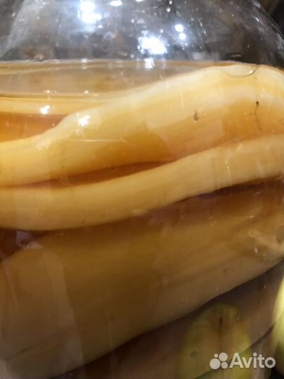 Чайный гриб комбуча