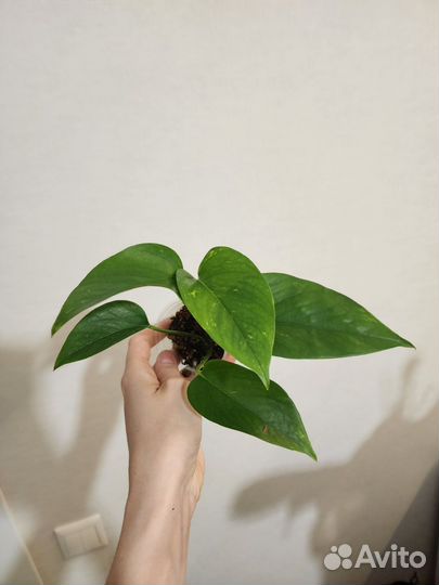 Эпипремнум