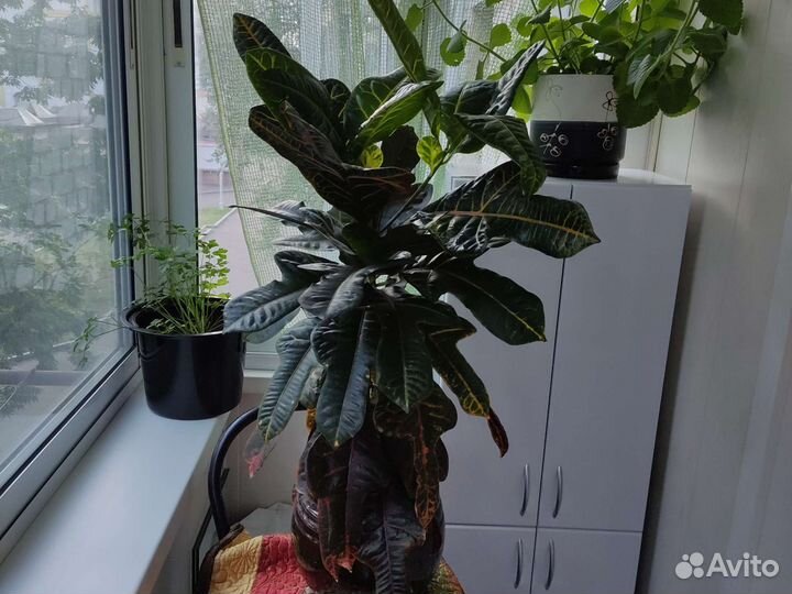 Кодиеум кротон
