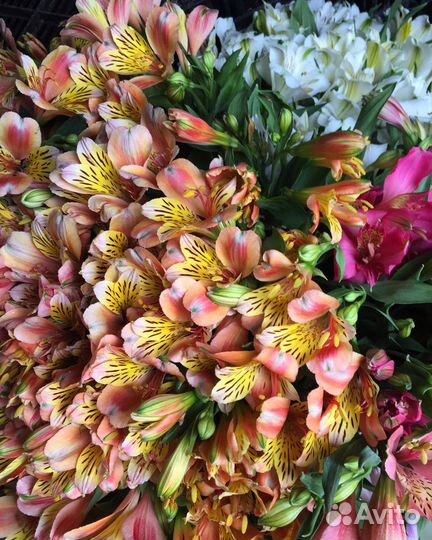 Живые Цветы.Альстромерия.Букеты
