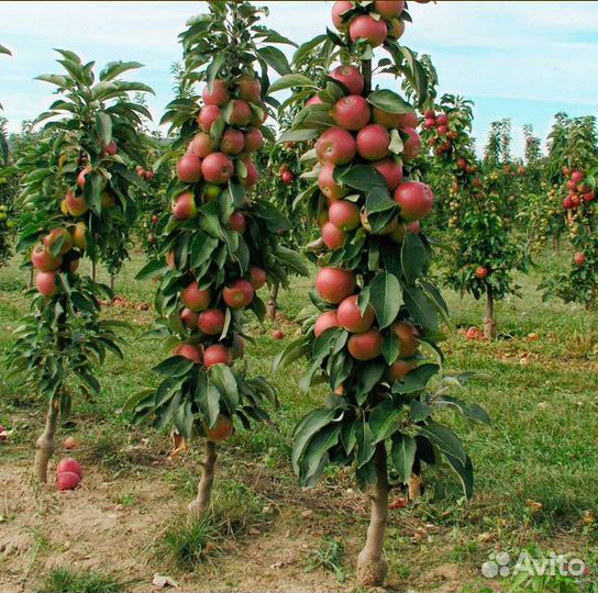 Яблоня колонновидная