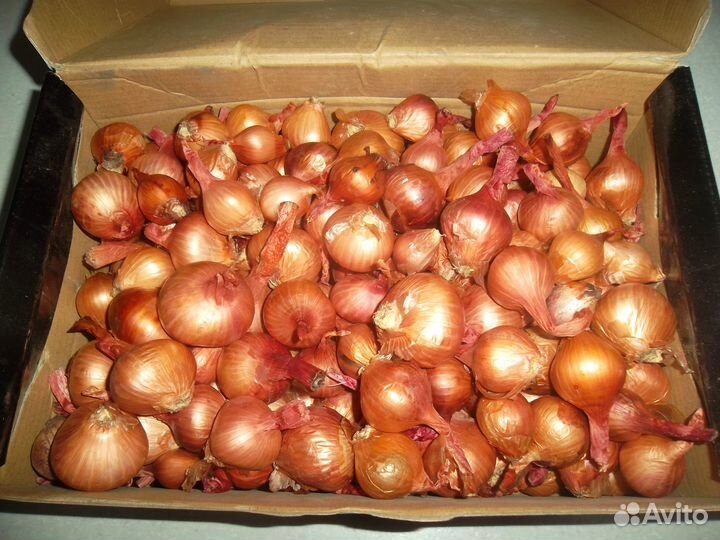 Лук семейный на посадку