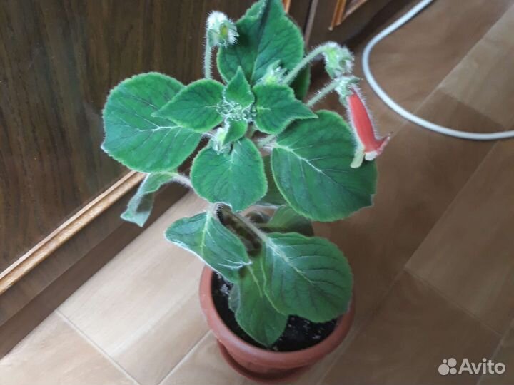 Глоксиния цветущая