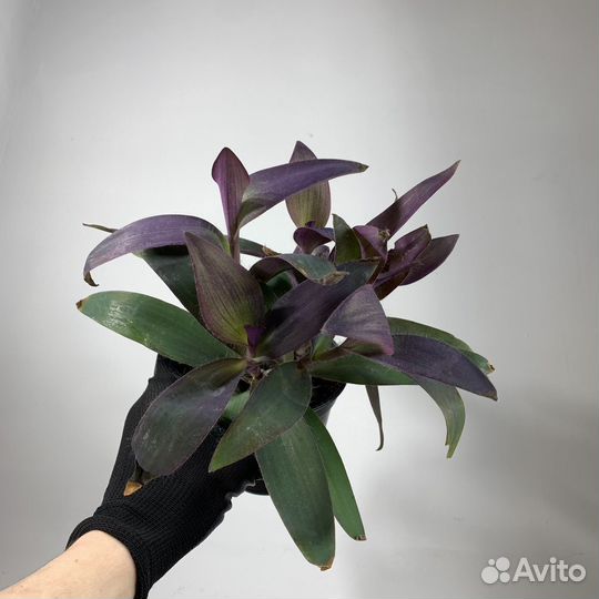 Рео (Традесканция), d-11