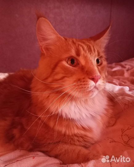 Передежка животных