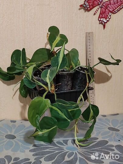 Эпипремнум глобал грин и др. комн. цветы