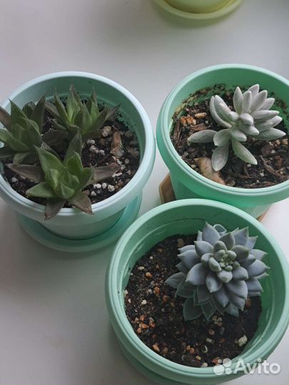 Суккуленты